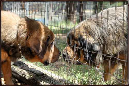 TIBETAN MASTIFF BRAVEHEART