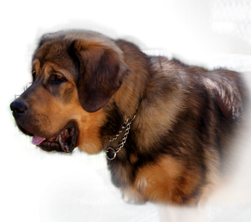 tibetan mastiff colorado